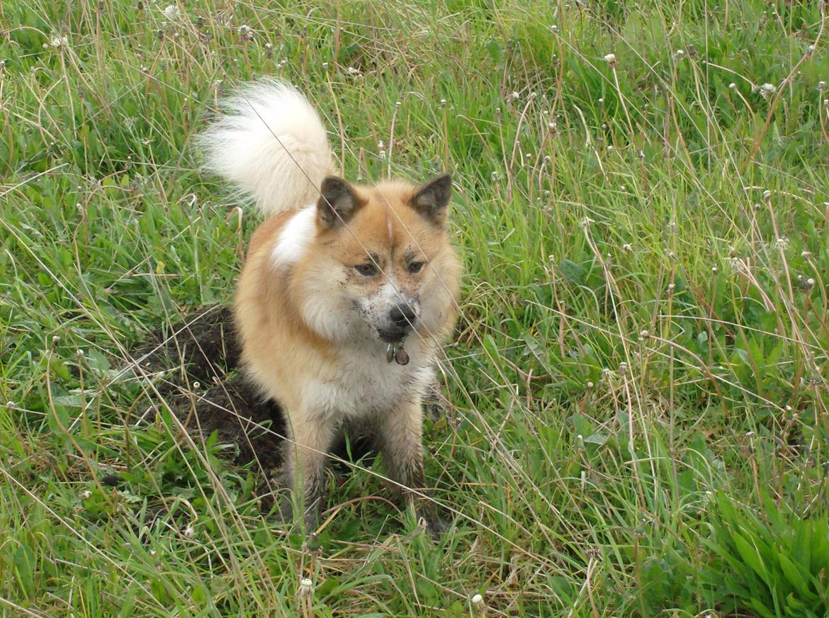 Islandsk fårehund Magnus Hansen (Himmelhund)  - Gravhund. :0)) billede 9