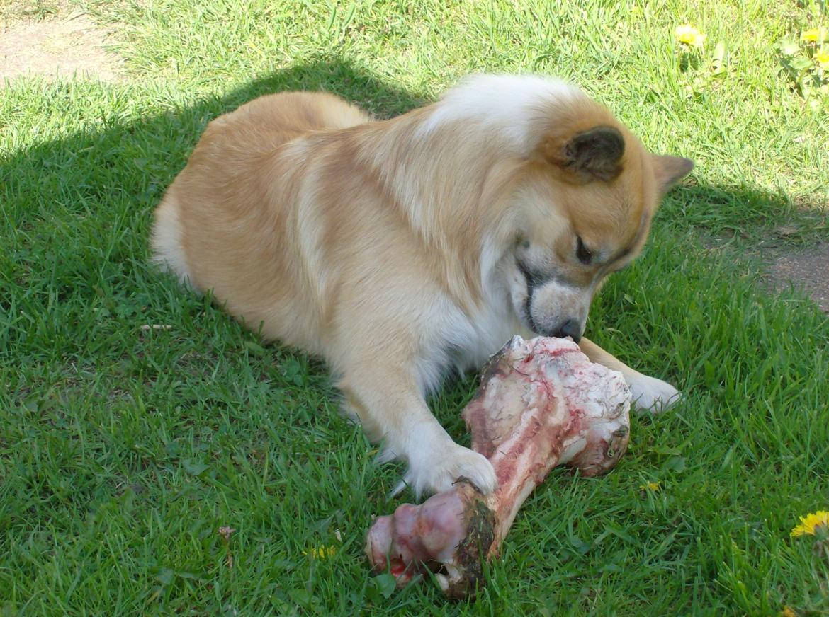 Islandsk fårehund Magnus Hansen (Himmelhund)  - Får et lille kødben. :0)) billede 10