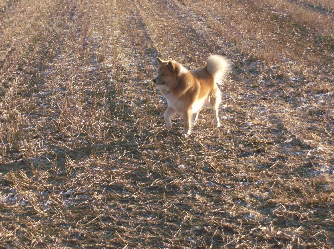 Islandsk fårehund Magnus Hansen (Himmelhund)  billede 13