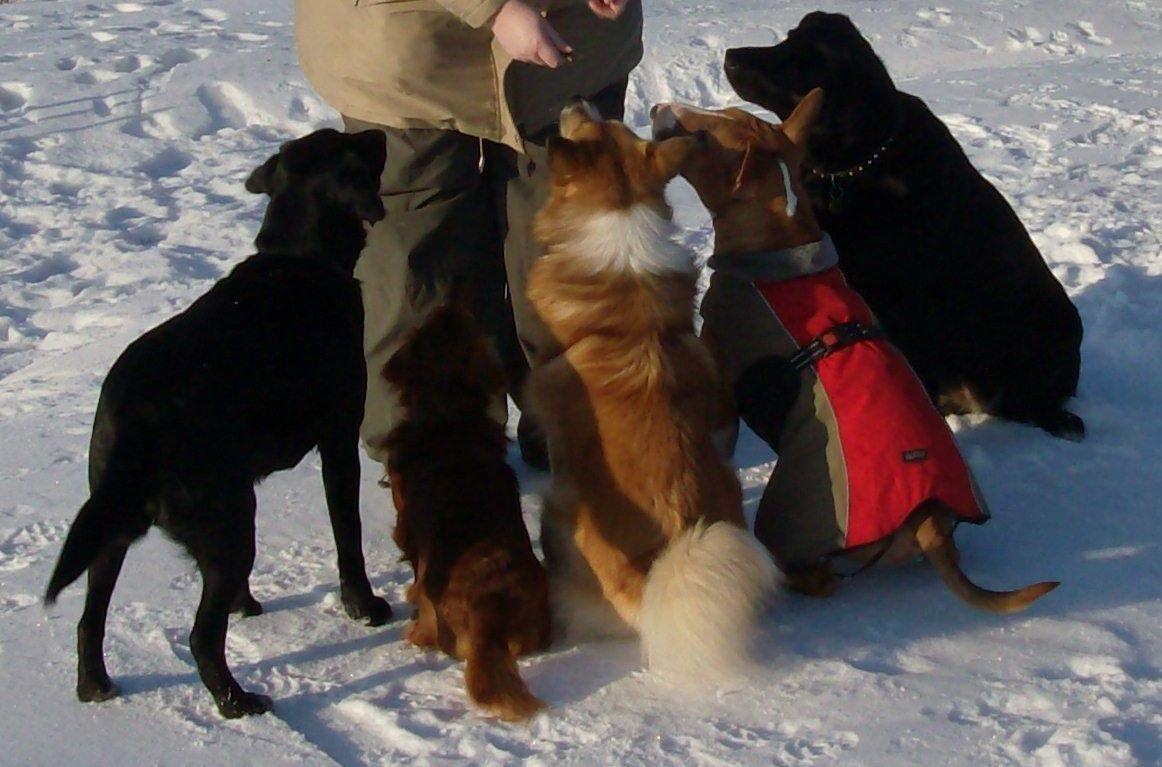 Islandsk fårehund Magnus Hansen (Himmelhund)  - Hele flokken venter på en godbid. :-) billede 19