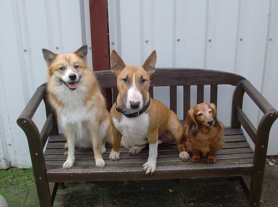 Islandsk fårehund Magnus Hansen (Himmelhund)  - Magnus, Bailey og Bebsen. :-) billede 20