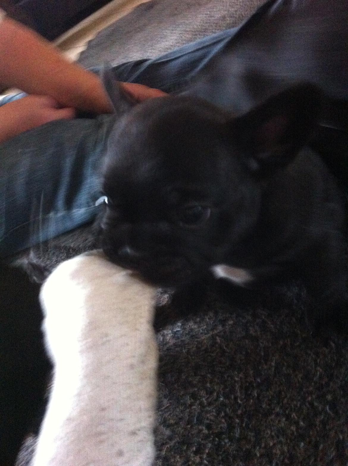 Fransk bulldog Noah - Noah 6 uger gammel. Bider i fars sokker. billede 10