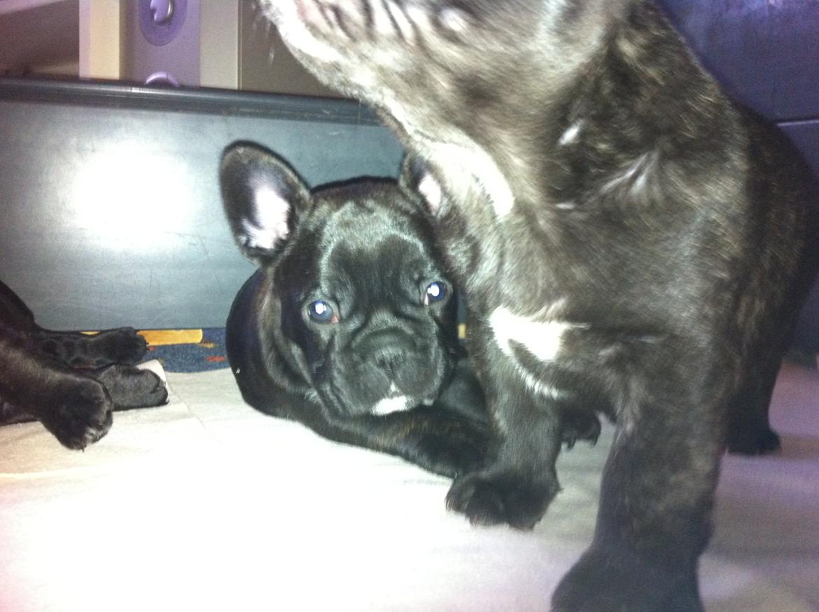 Fransk bulldog Noah - Noah 6 uger gammel. I baggrunden. billede 11