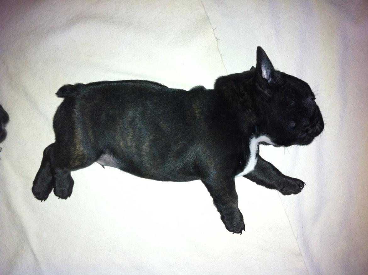 Fransk bulldog Noah - Noah 6 uger gammel.  billede 13