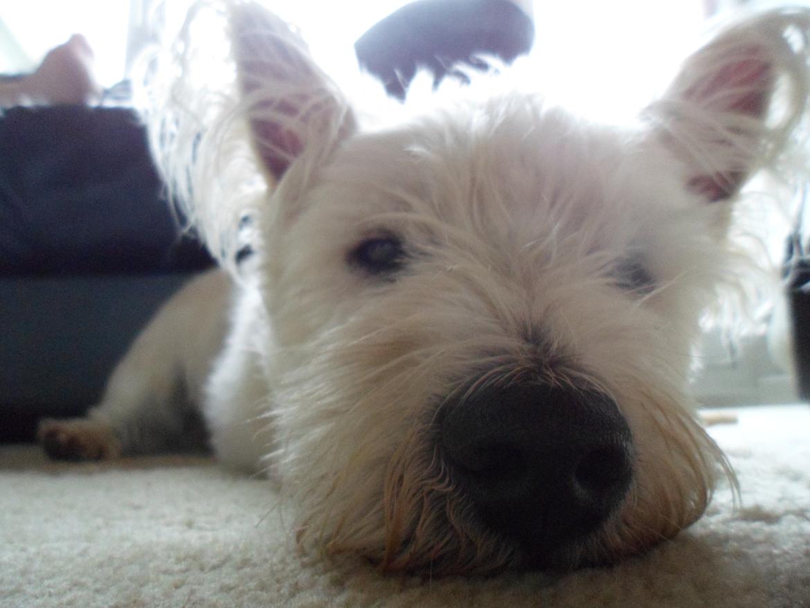 West highland white terrier Magnus billede 4
