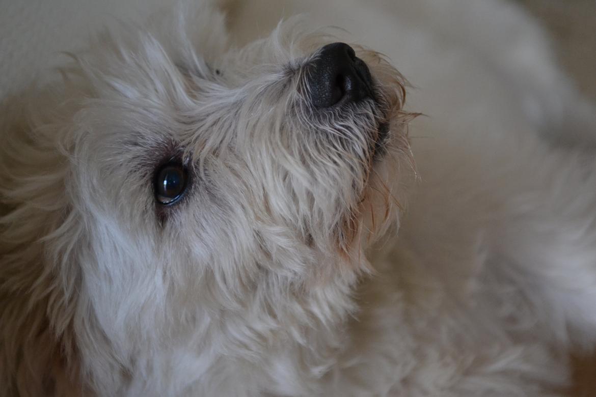 West highland white terrier Magnus billede 1