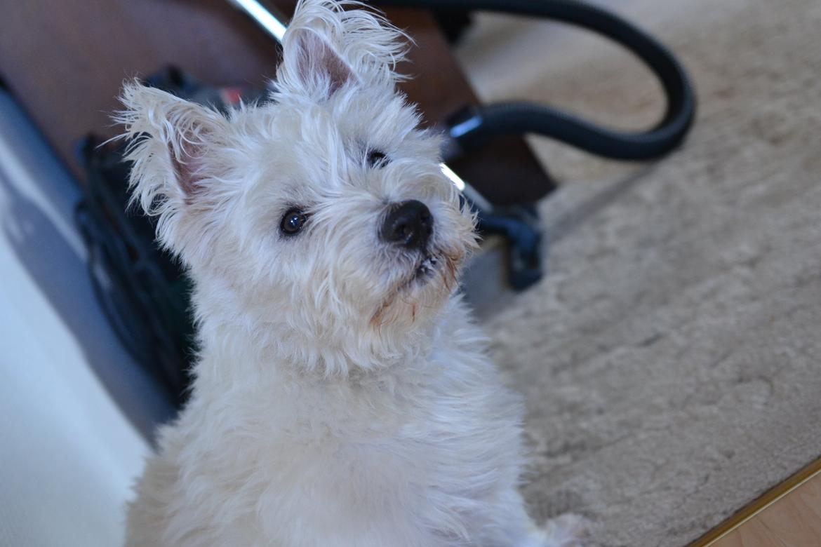 West highland white terrier Magnus billede 3