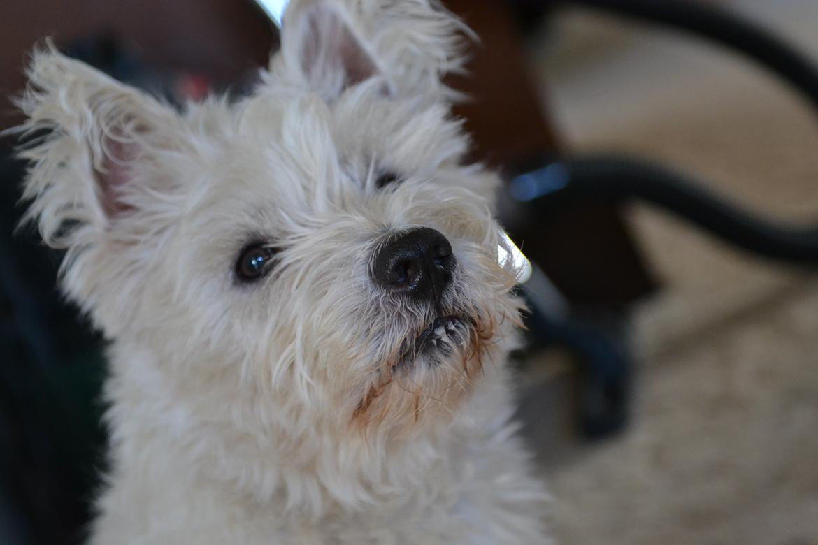 West highland white terrier Magnus billede 2