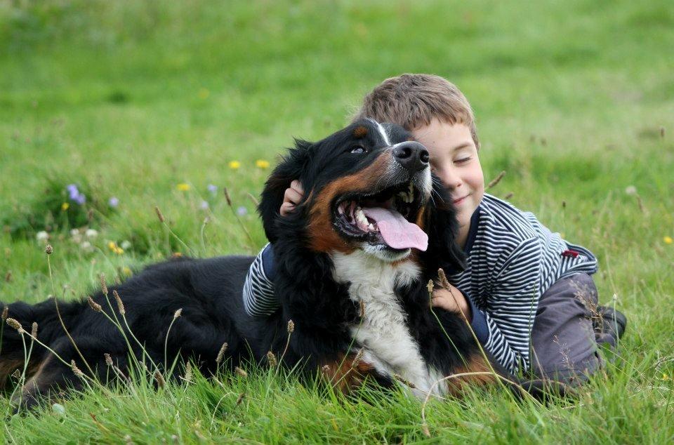 Berner sennenhund Canto - Afsked med den skønne hund dagen før han blev aflivet.=,( billede 19