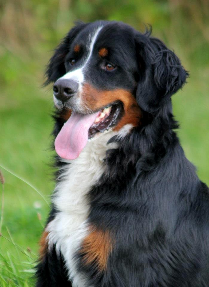 Berner sennenhund Canto - Sidste minde.. billede 20