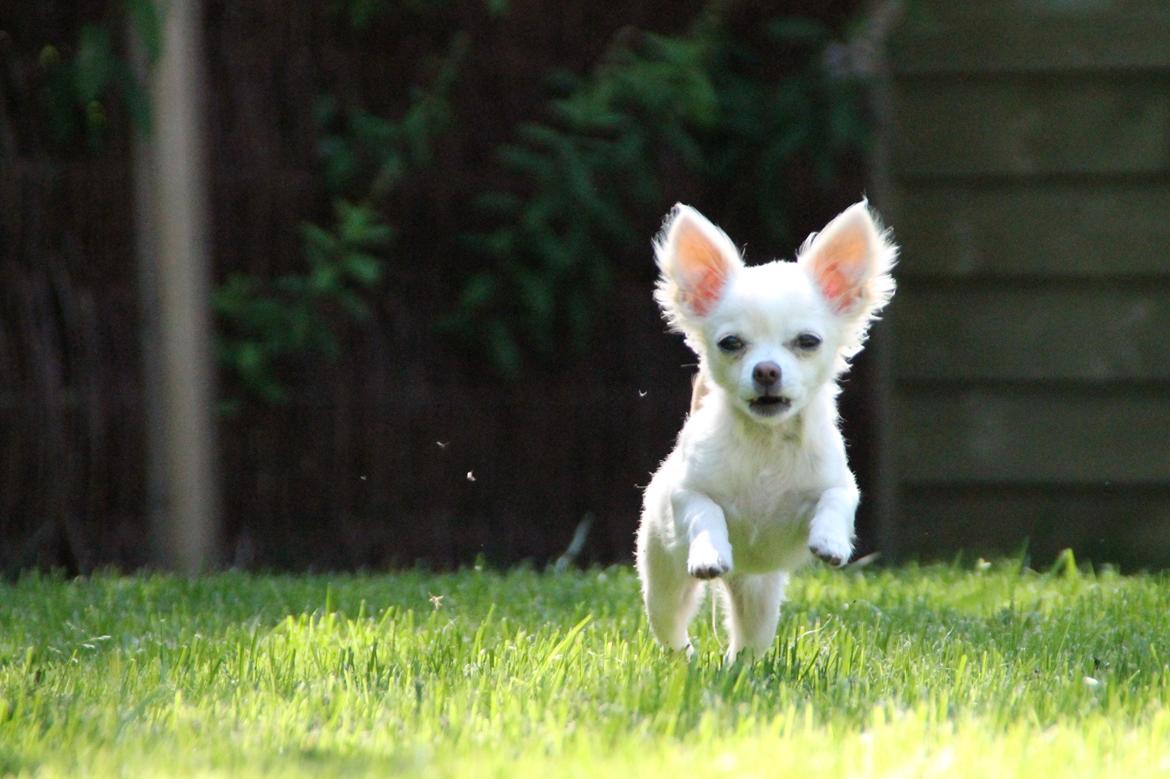 Chihuahua Bella - Velkommen til Bella's profil :) billede 1