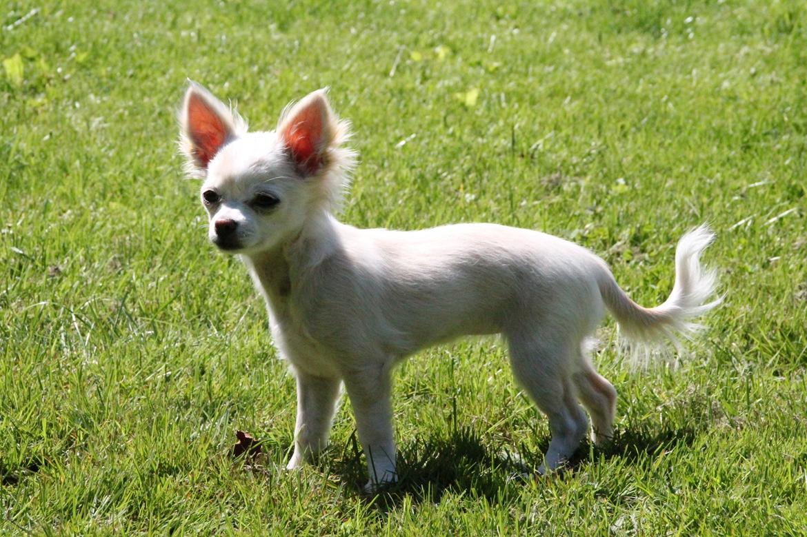 Chihuahua Bella - Leger fotomodel :) billede 2