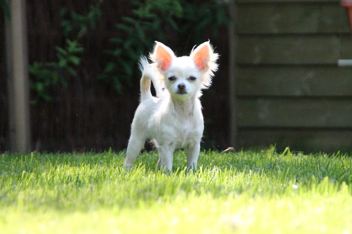 Chihuahua Bella - "Hvad var mon det?" billede 3