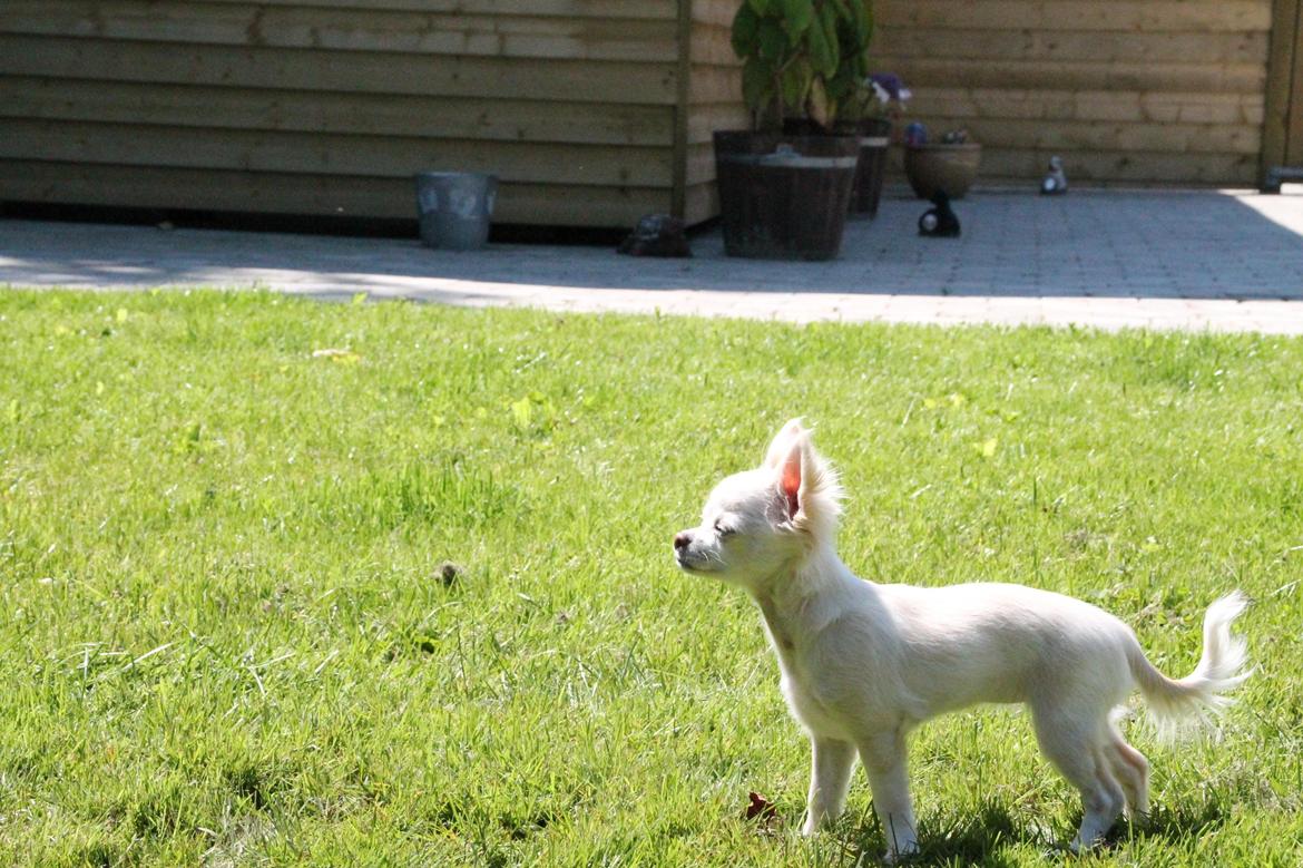 Chihuahua Bella - "arrhh luft" billede 4