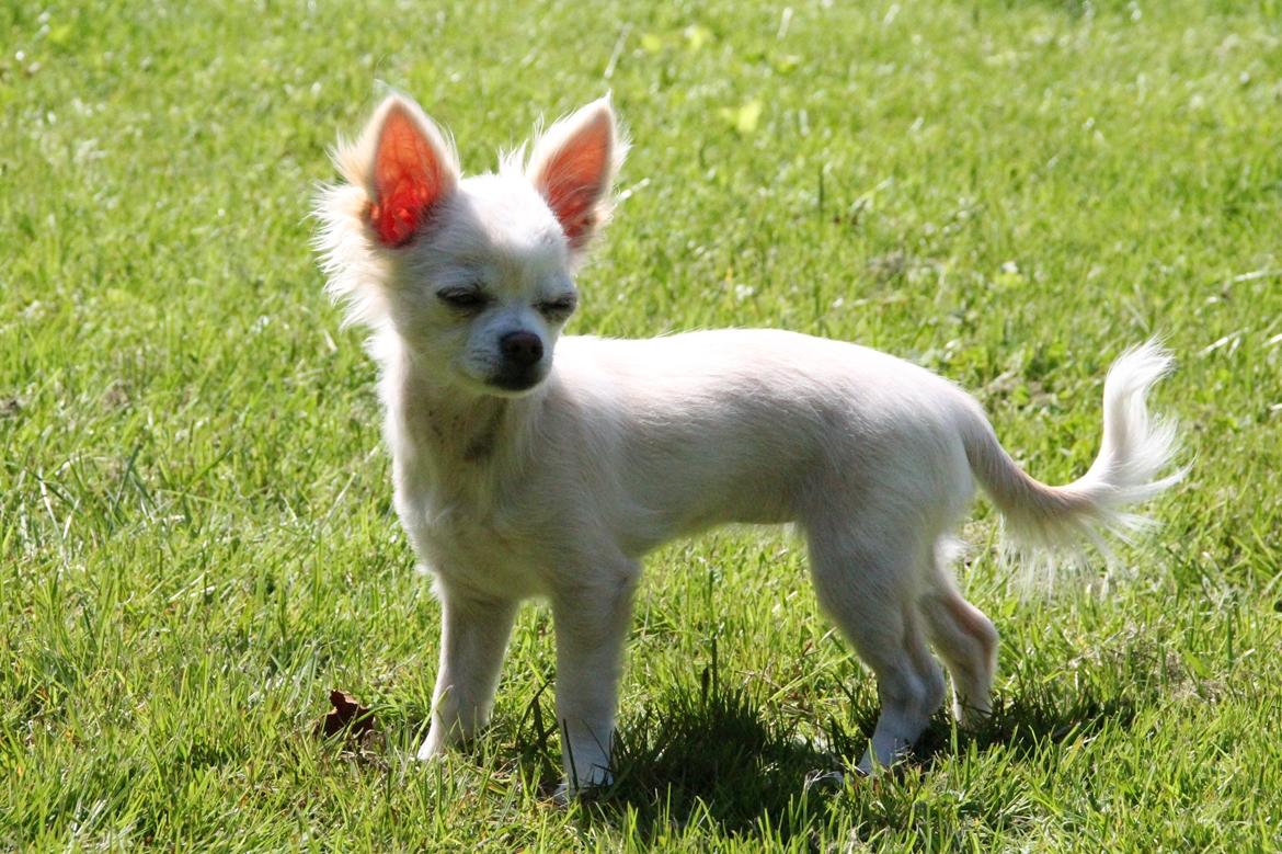 Chihuahua Bella - Så skøn <3 billede 5