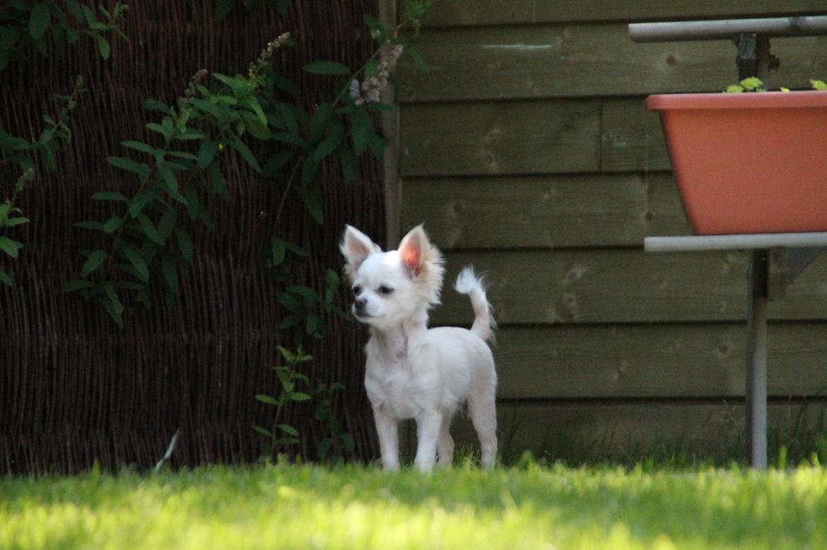 Chihuahua Bella - <3 billede 6