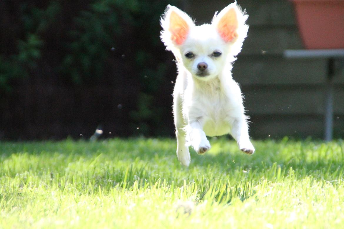 Chihuahua Bella - "Jeg kommer nu!" billede 7
