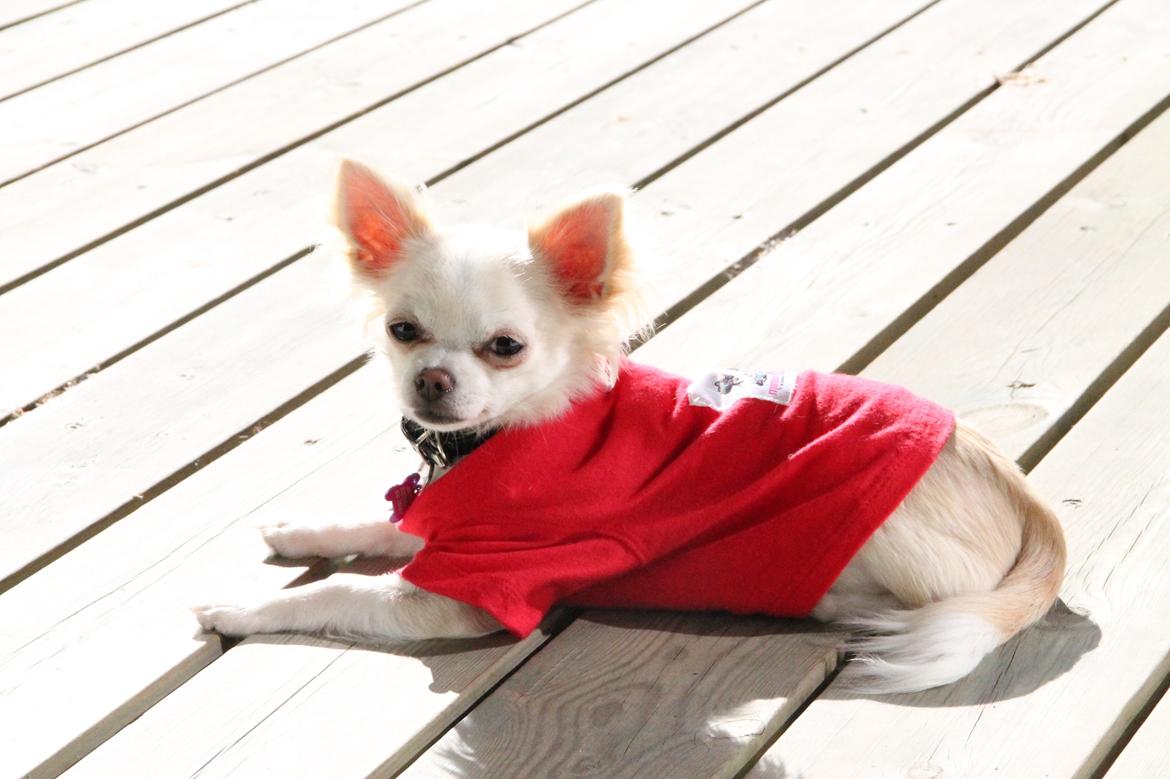 Chihuahua Bella - Solslikning med bluse på :3 billede 8