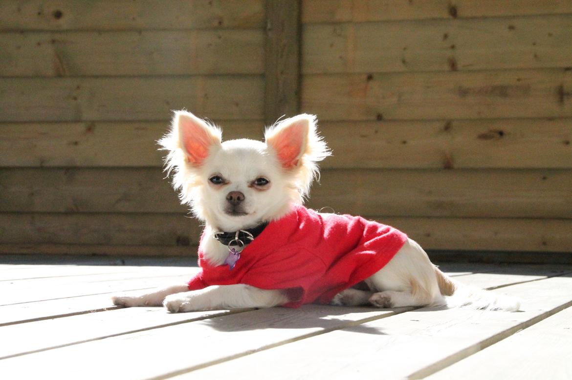 Chihuahua Bella - Hygger i solen <3 billede 9