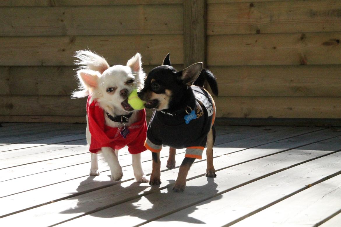 Chihuahua Bella - Leger lidt med Vax :3 billede 10