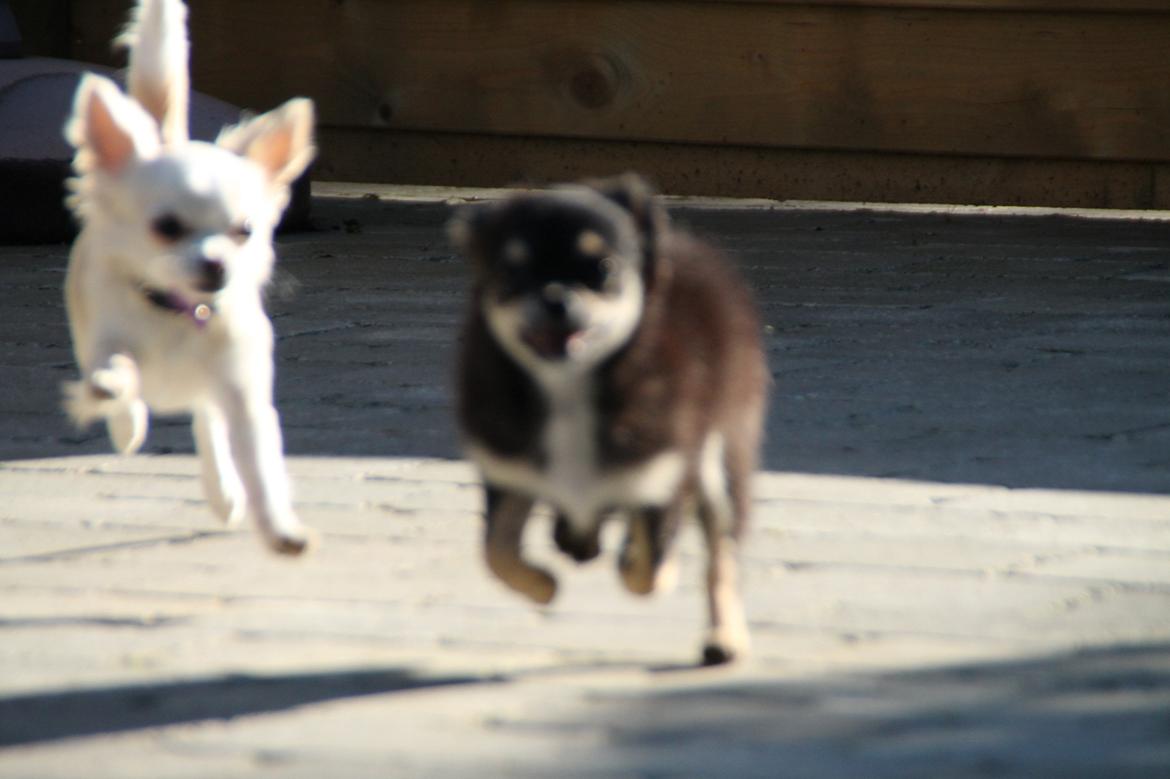 Chihuahua Bella - Utydeligt billede af Bella og Fussi, men synes stadig det er virkelig komisk :D Se lige deres ben :D billede 11