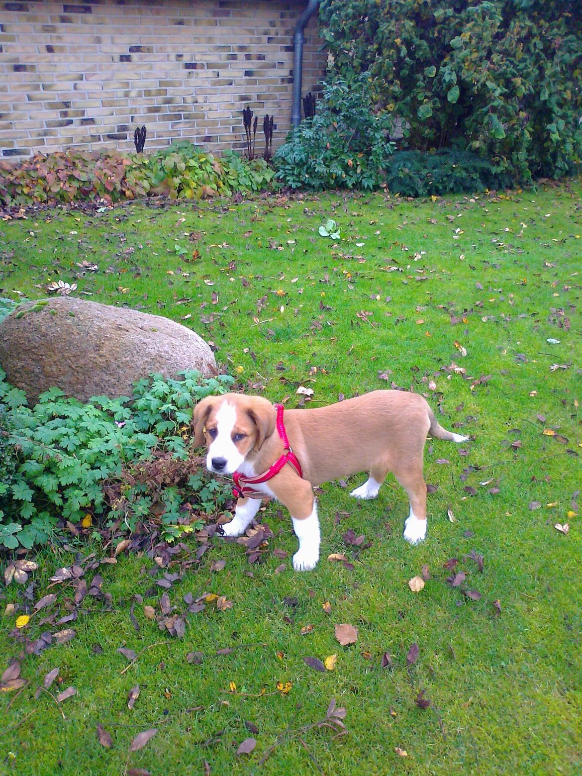 Blanding af racer Xena billede 6