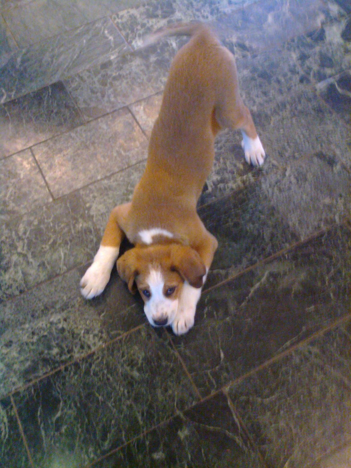 Blanding af racer Xena - Legesyg lille hund billede 7