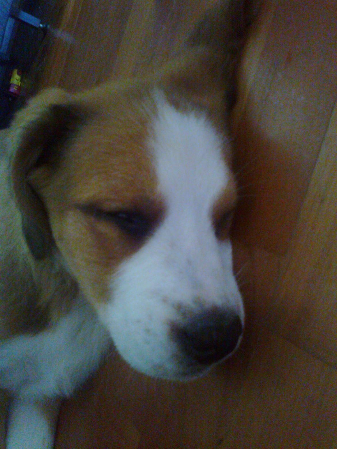 Blanding af racer Xena - Så hårdt at være lille billede 8