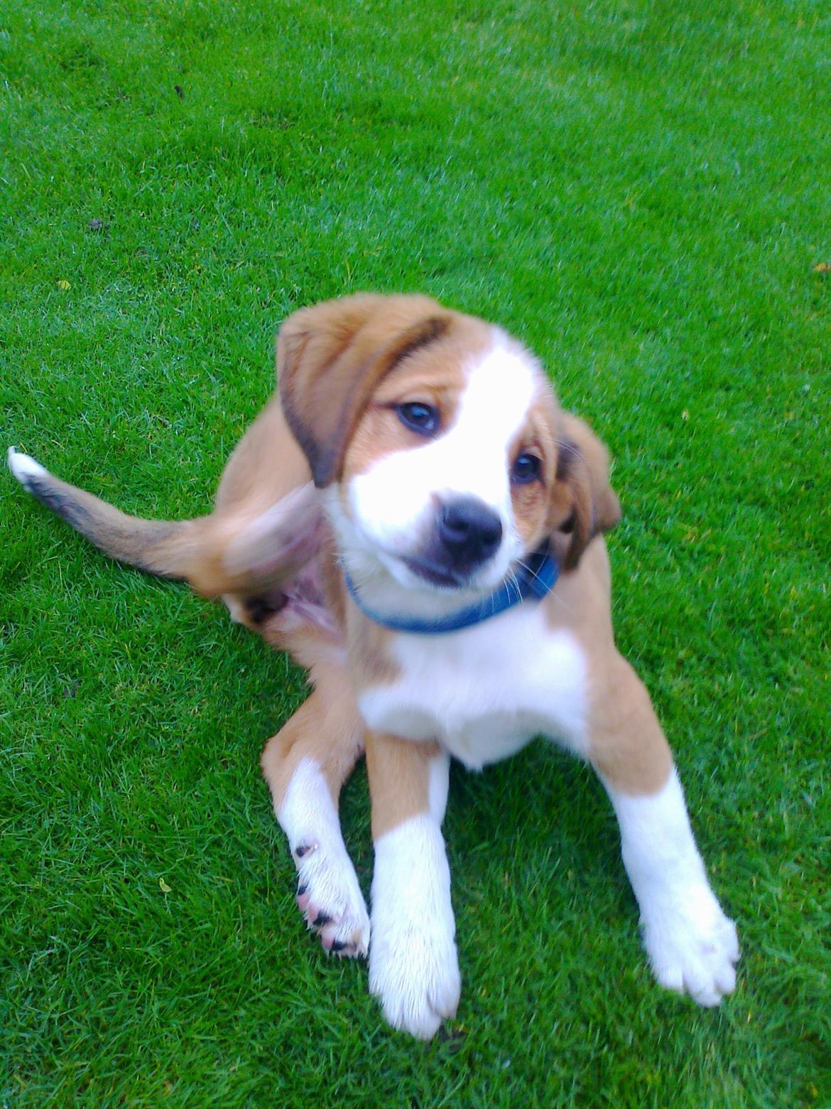 Blanding af racer Xena - Første billed efter jeg fik hende hjem, det der dumme halsbånd irriterer billede 5