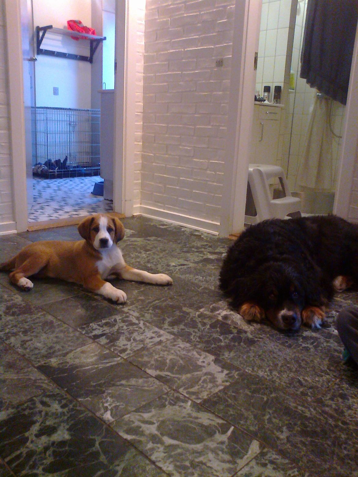 Blanding af racer Xena - Hygger sammen med Bellis i gangen billede 10