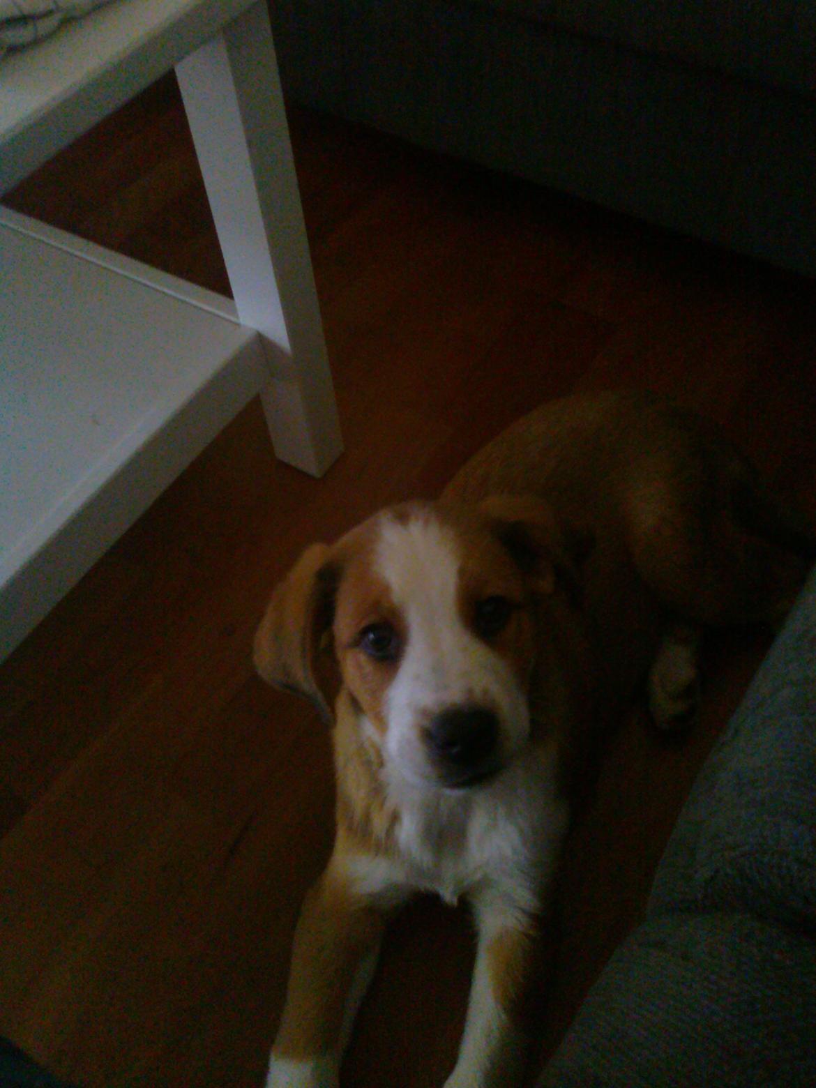 Blanding af racer Xena billede 11