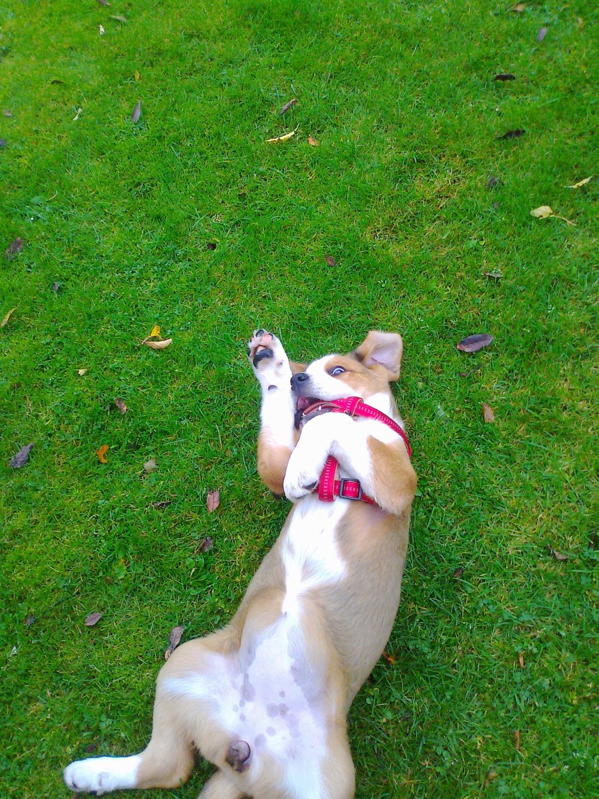 Blanding af racer Xena billede 13