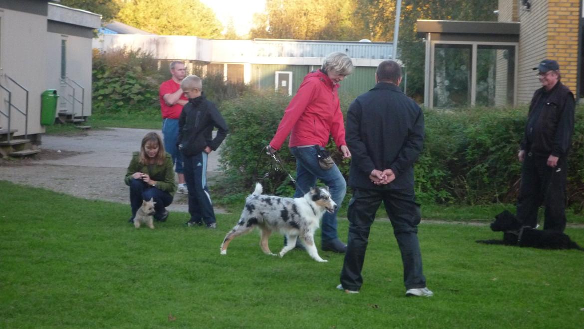 Collie langhåret Kiva's Eden Eclipse of Mr. Pattinson - Til hvalpemotion, med en meget glad og overgearet Scotty! billede 2