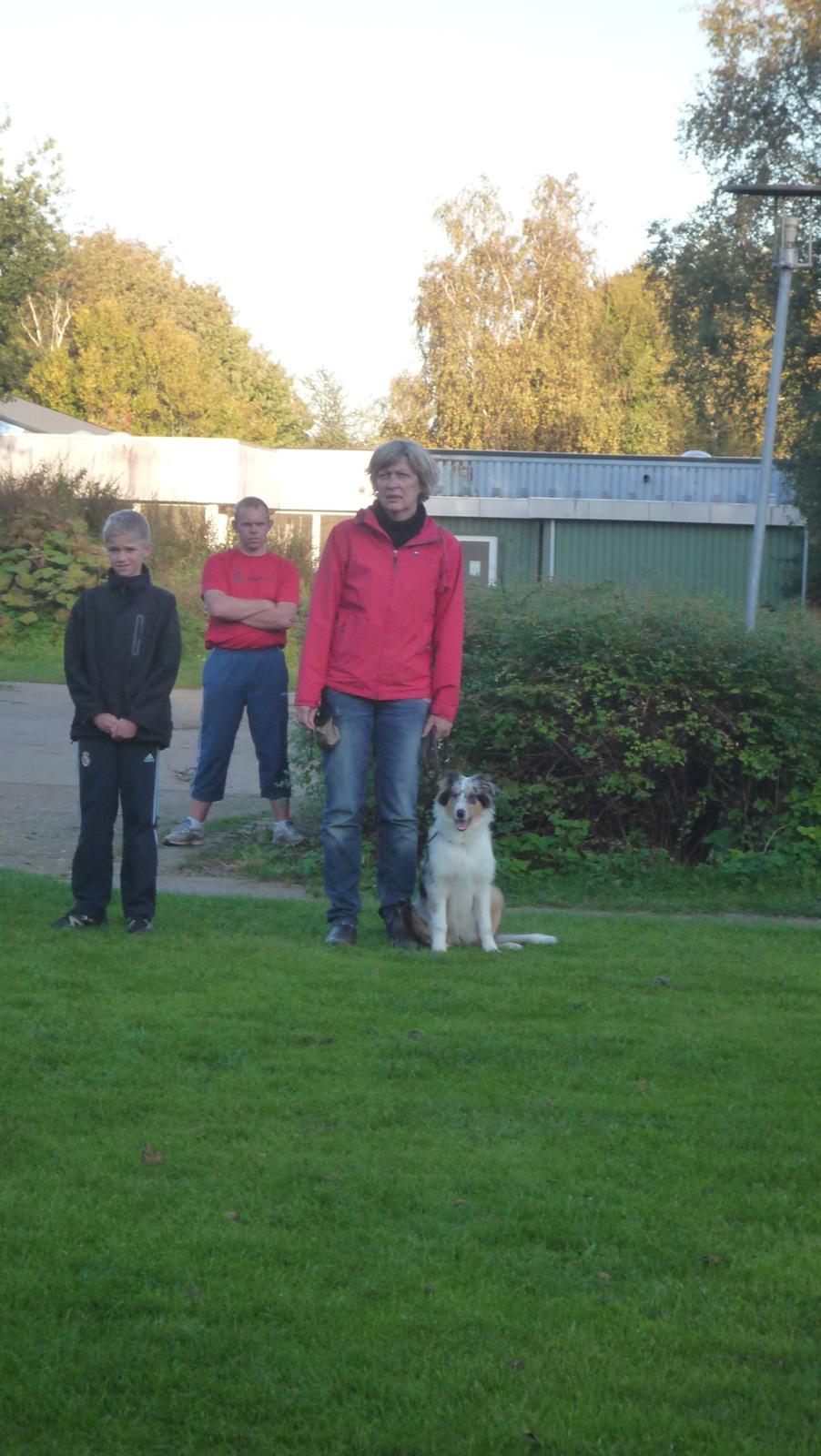 Collie langhåret Kiva's Eden Eclipse of Mr. Pattinson - En smule koncentration kan godt findes frem .. billede 13