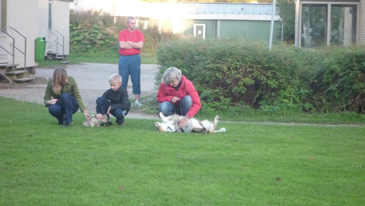 Collie langhåret Kiva's Eden Eclipse of Mr. Pattinson - ... Men så heller ikke i længere tid, da! billede 14