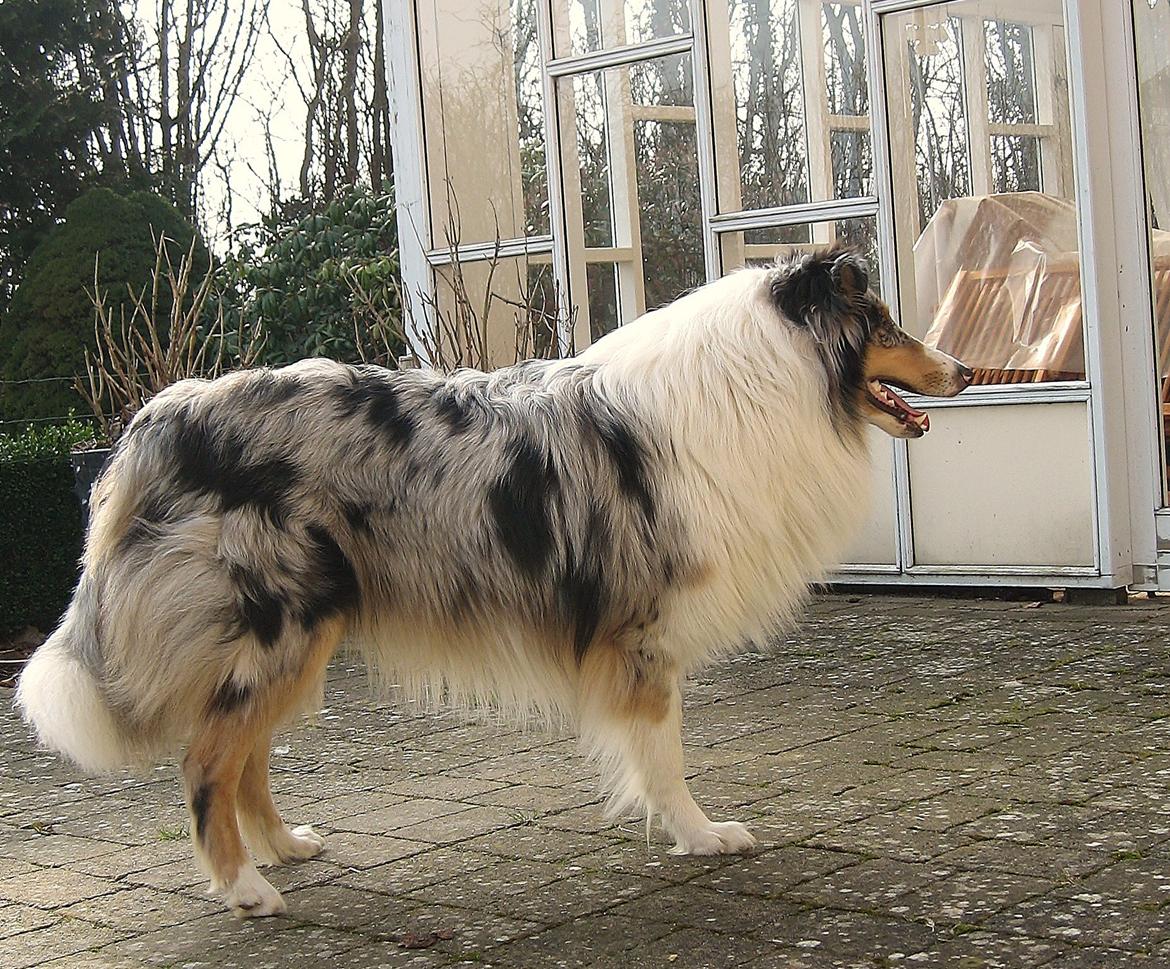 Collie langhåret Kiva's Eden Eclipse of Mr. Pattinson - Her i profil. billede 4