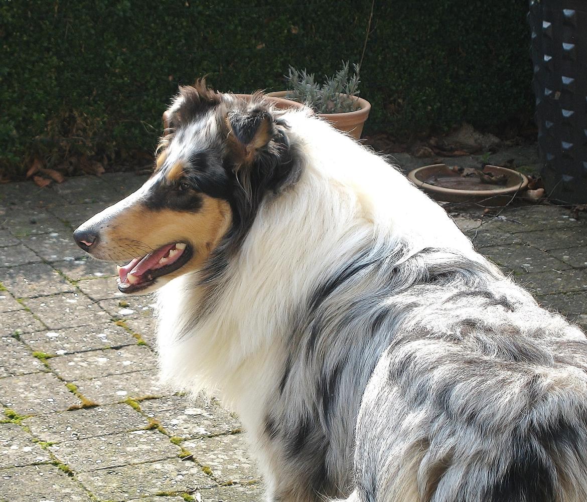 Collie langhåret Kiva's Eden Eclipse of Mr. Pattinson - Min smukke og nu voksne hund <3 :-)  billede 1