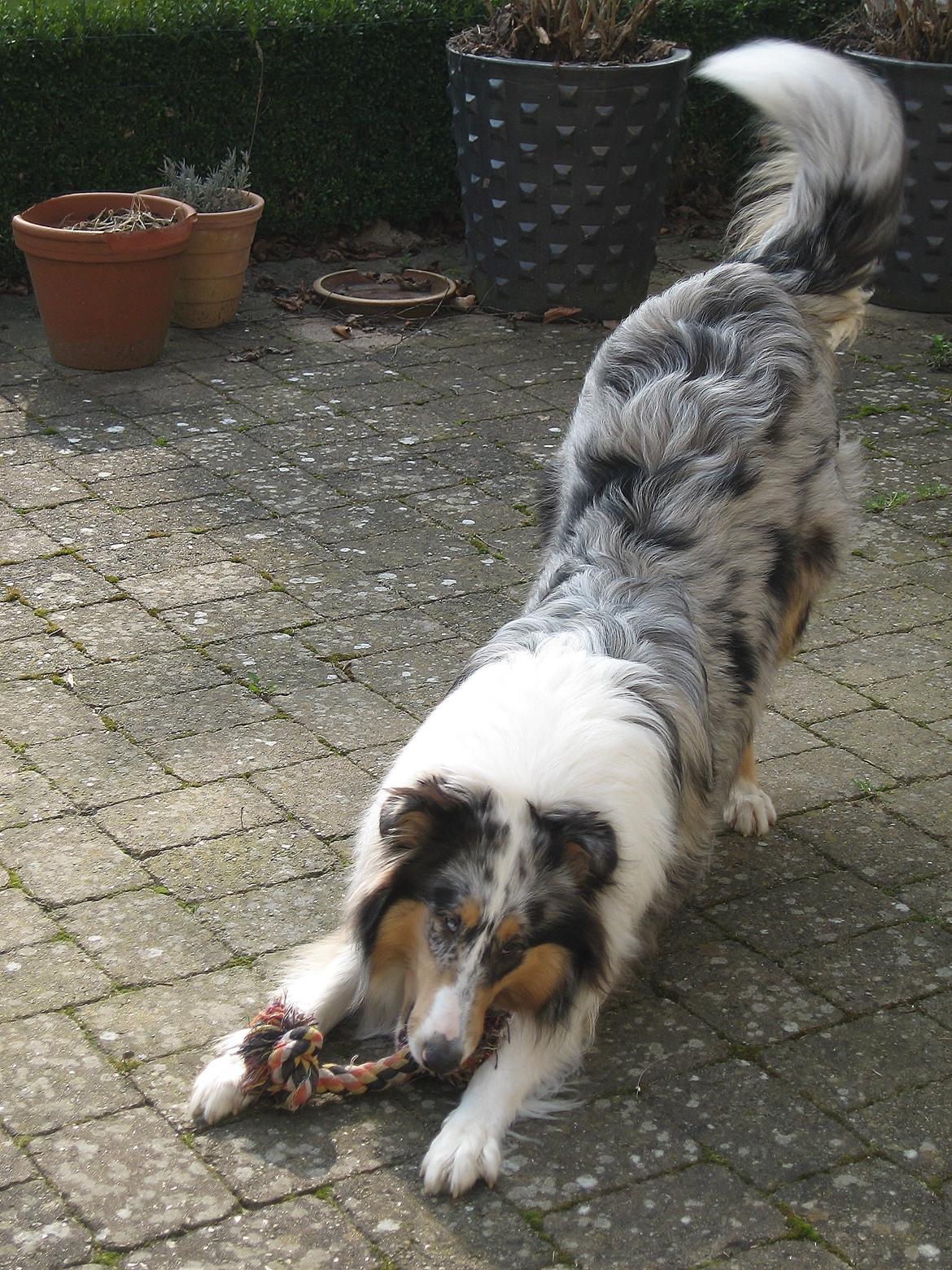 Collie langhåret Kiva's Eden Eclipse of Mr. Pattinson - Endnu engang tid til leg! ;-) billede 15