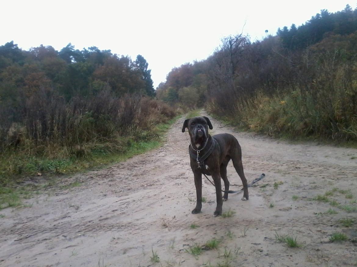 Boxer tyson - mig og gammel tyson på cykeltur i langaa skoven!   23/10 2012 billede 6