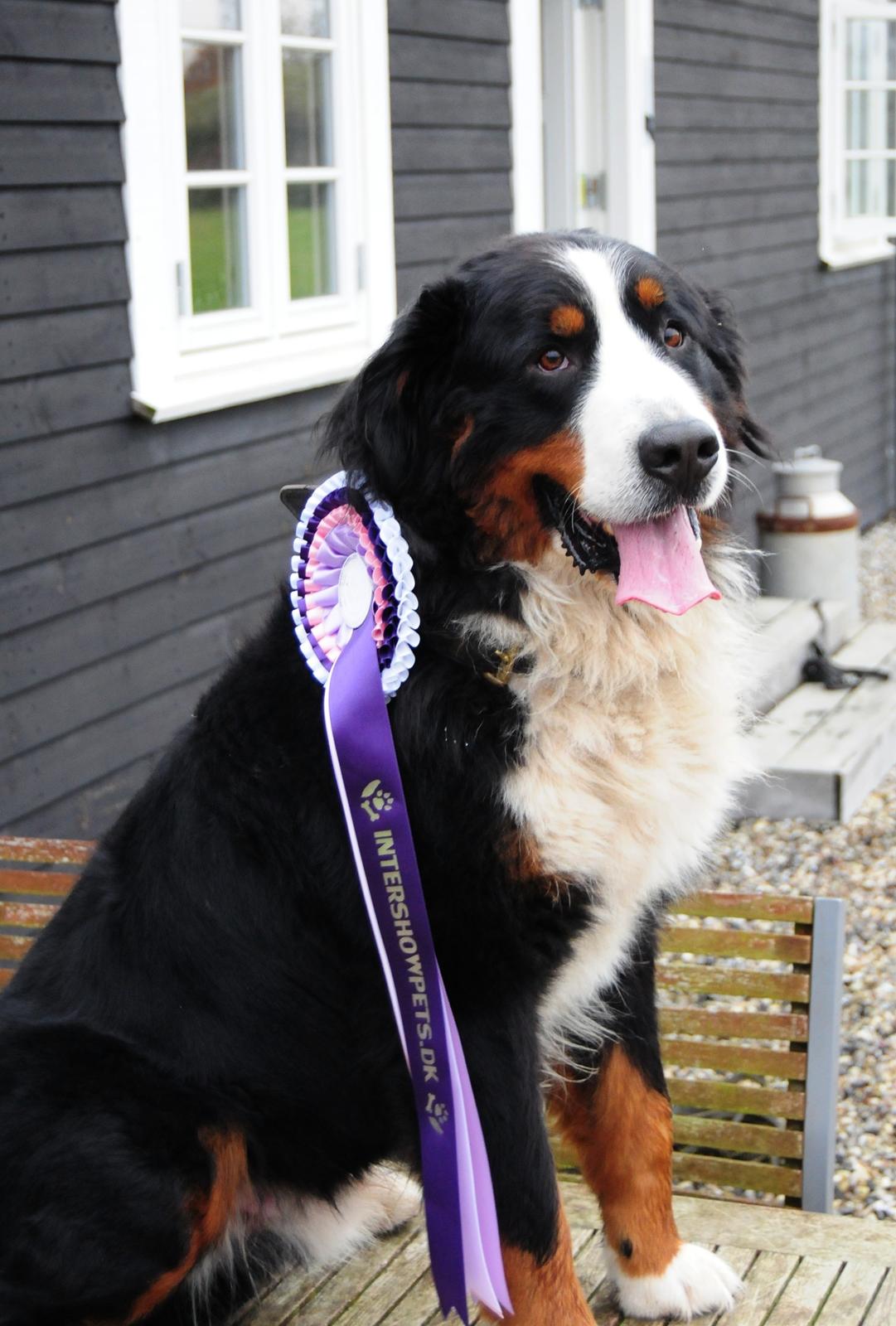 Berner sennenhund Cæsar (Bjørn) - Bjørn med sin første roset fra Intershowpets. :) 
3. plads i Bedste Sommerbillede :) billede 20