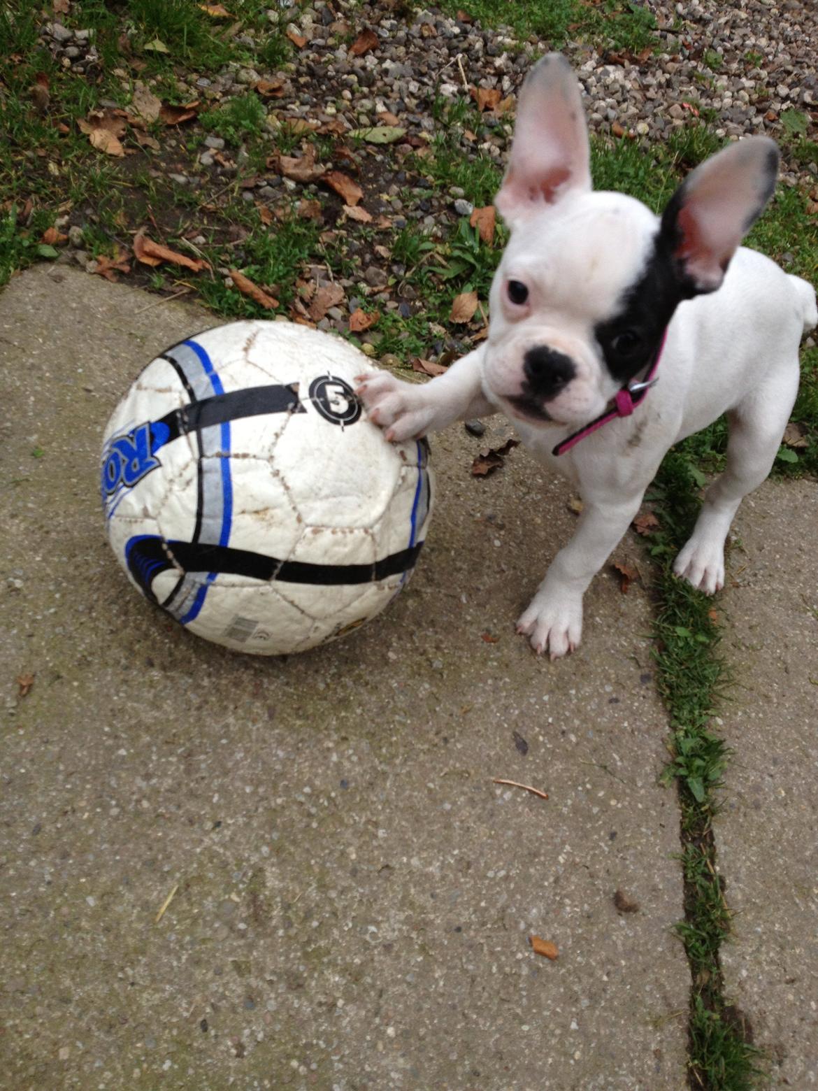 Fransk bulldog Mors prinsesse Lilje - Min Fodbold ;) billede 15