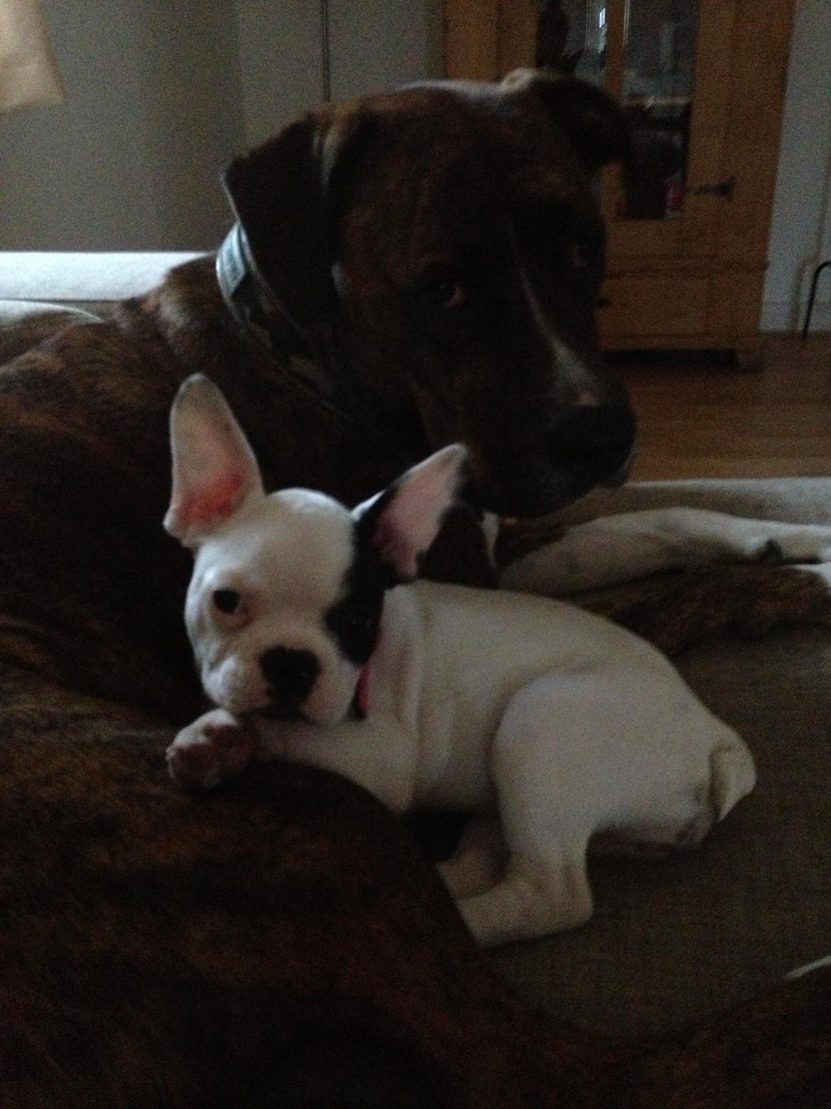 Fransk bulldog Mors prinsesse Lilje - Hygger med storebror ( Gizmo ) skøøøønt ^-^ billede 16