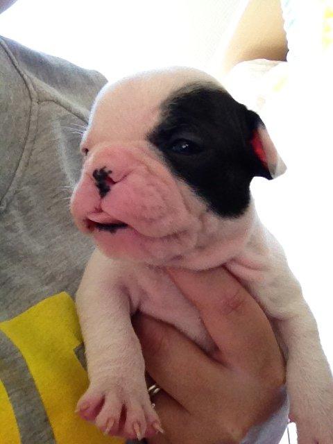Fransk bulldog Mors prinsesse Lilje - Jeg rakker tunge, af min mor :) er kun 1 måned og 1uge <3 billede 17