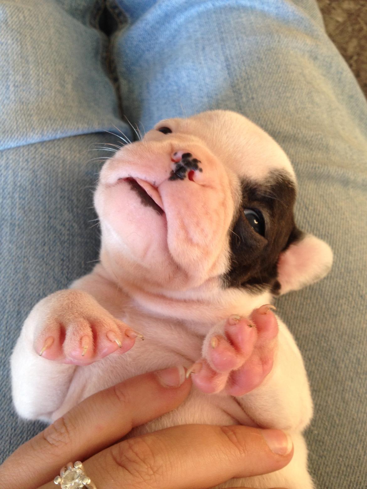 Fransk bulldog Mors prinsesse Lilje - Er 1 måned og 1uge ;) billede 18