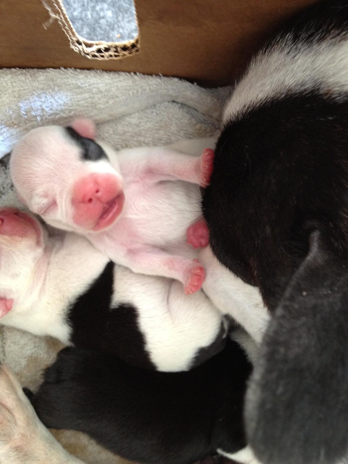 Fransk bulldog Mors prinsesse Lilje - 2uger gammel :II billede 19