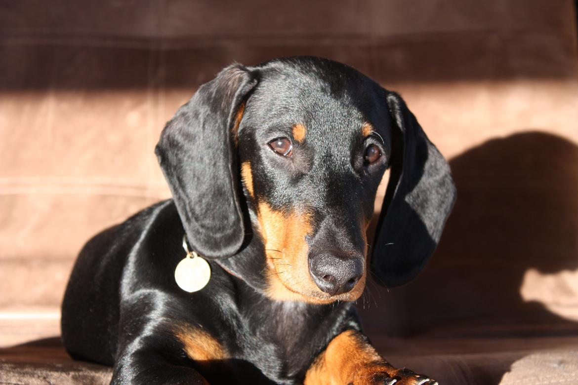 Gravhund Blackie billede 10