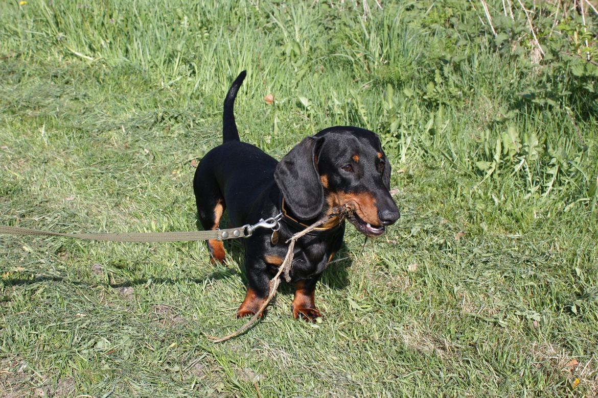Gravhund Blackie billede 11