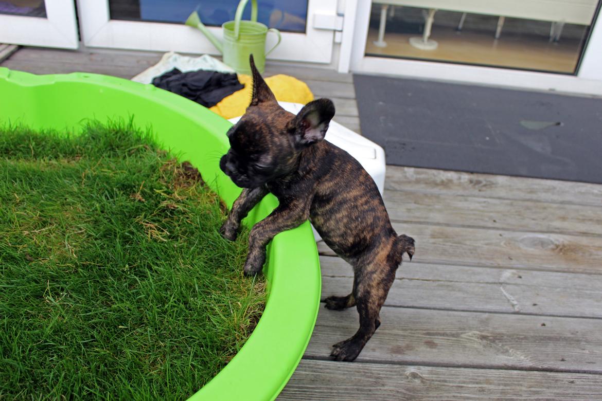 Fransk bulldog Nanna - Tar mig lige en lur :)

10 uger billede 22
