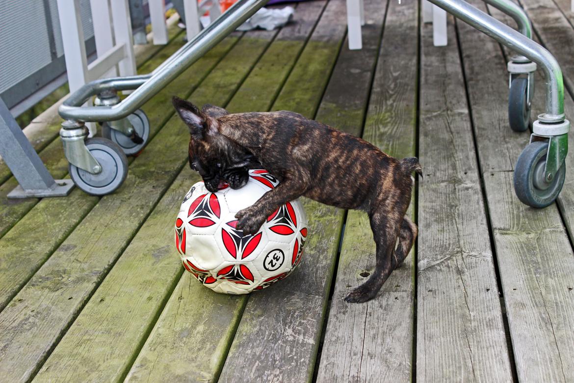 Fransk bulldog Nanna - 10 uger billede 21