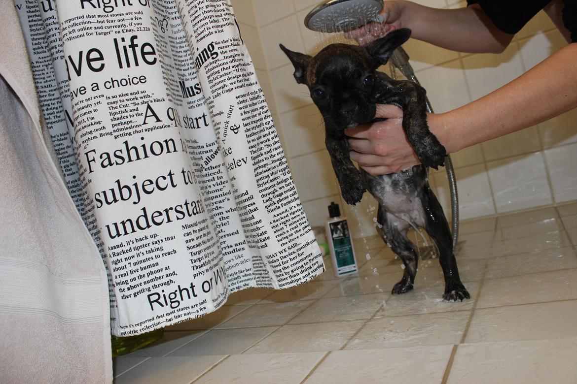 Fransk bulldog Nanna - Kan ikke rigtig li og komme i bad :)

10 uger billede 20